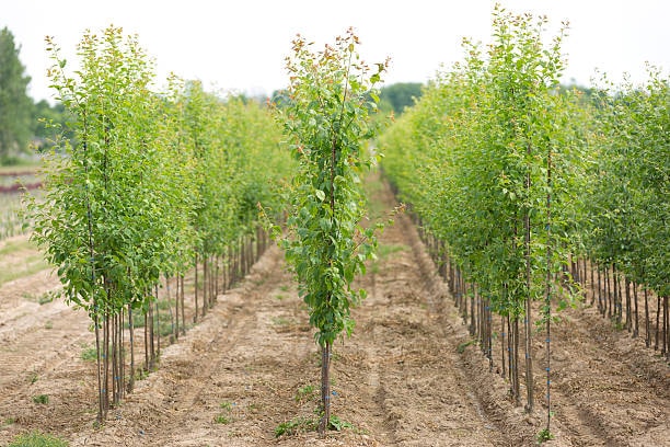 Young shade trees growing in rows at the ReGreen Springfield nursery in Holyoke